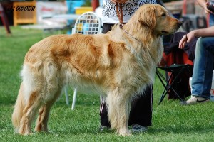 Berzit Moravia Diamond